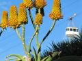 Botanische tuin Gibraltar